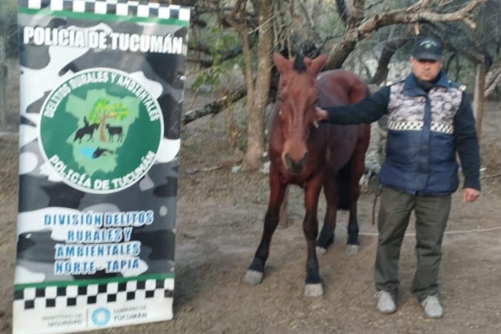 Un caballo maltratado deambulaba peligrosamente por El Siambón