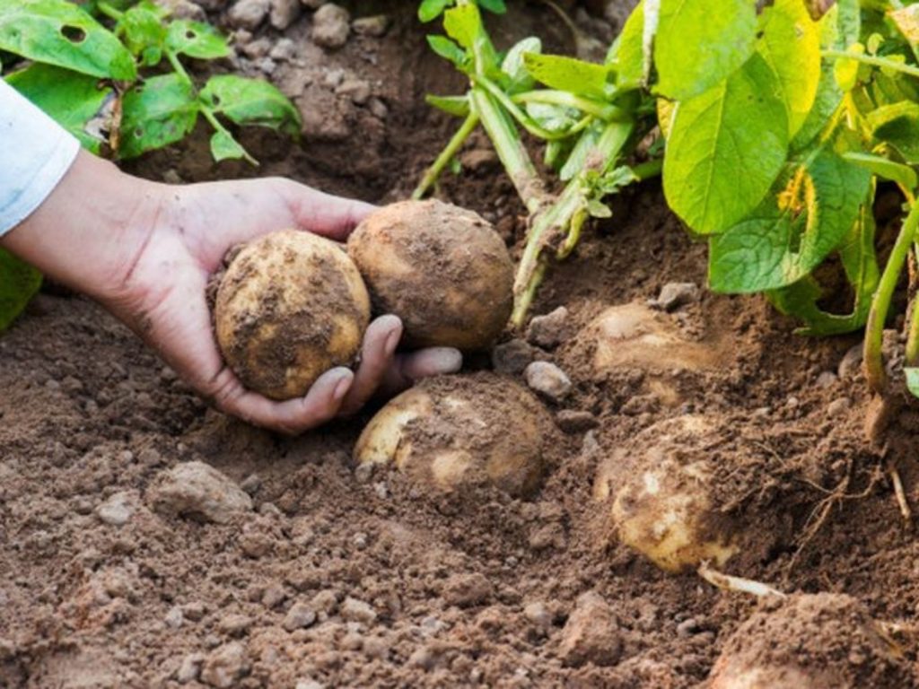 «La situación del campo es casi terminal». Ricardo Cecilia, productor agrícola.