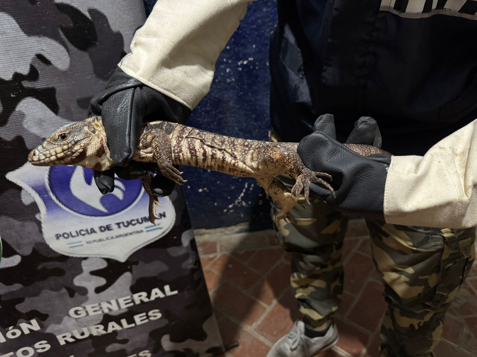 Atrapan a una iguana que apareció en una vivienda de la Capital tucumana